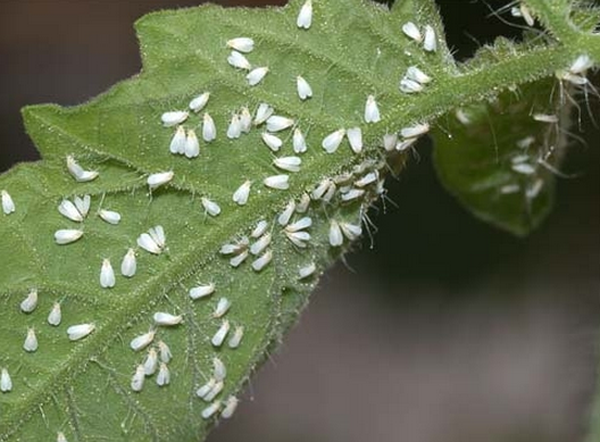  Mouche blanche