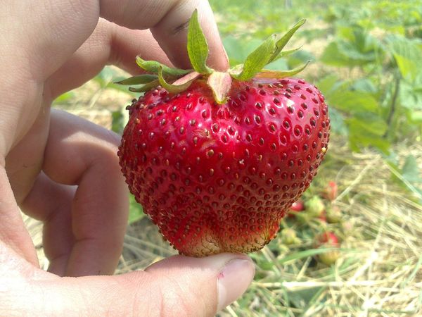  Les graines de Chamora Turusi sont extraites de grosses baies