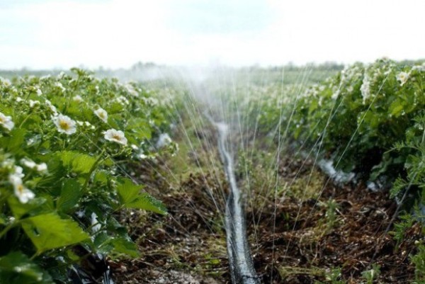  Fraise Chamora Turusi nécessite un arrosage abondant