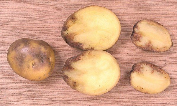  Les pommes de terre deviennent noires