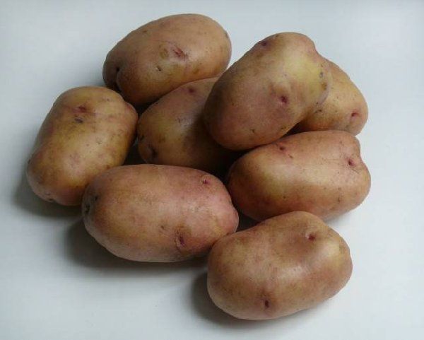  Les variétés de pommes de terre à maturité précoce ne sont pas destinées à la conservation à long terme.