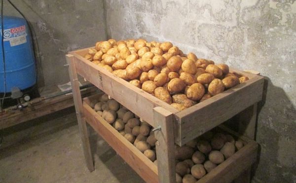  Il est préférable de stocker les pommes de terre dans une cave à une température de + 4 + 6 degrés