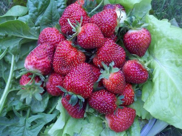  Variétés de fraises Black Prince