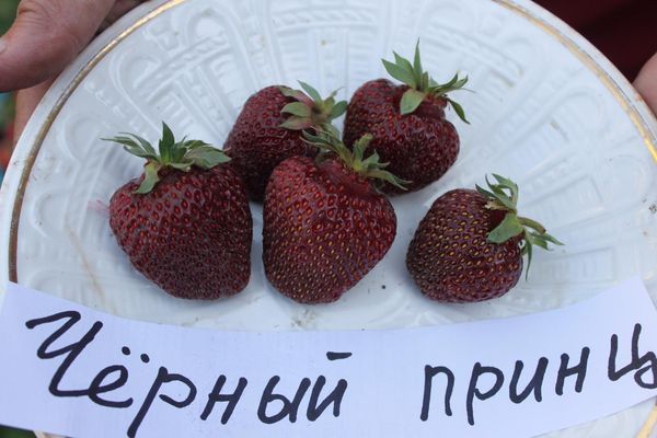  De cette variété, vous pouvez faire de la confiture, confiture, liqueur