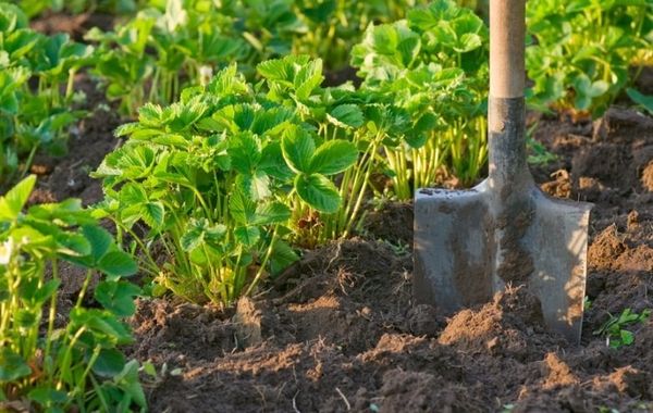  Plantez cette variété dans un endroit très ensoleillé.