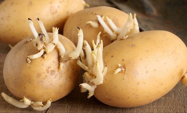  Pommes de terre de semence Impala