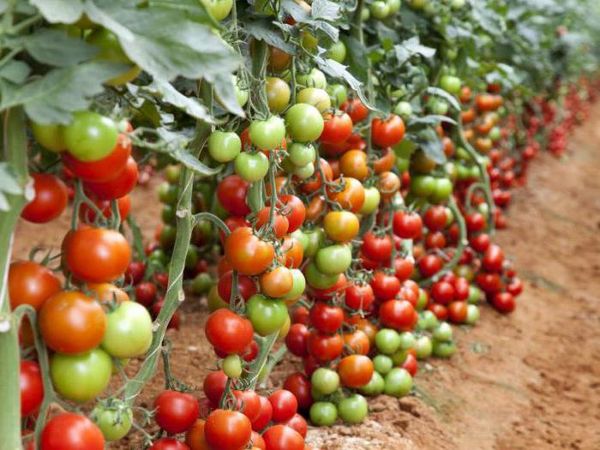  Variété déterminante de tomates