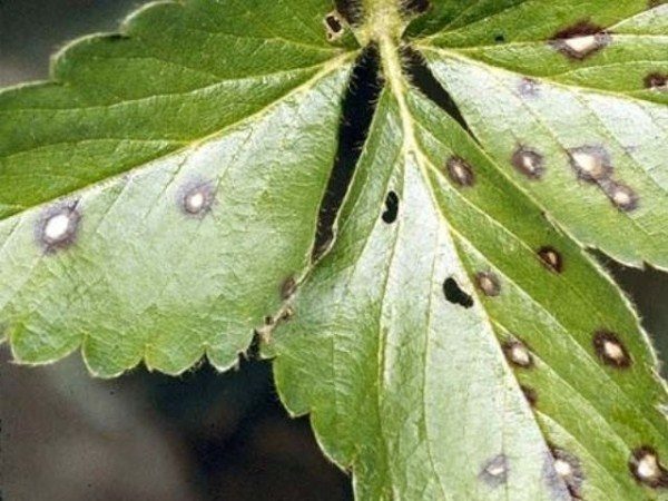  Taches brunes sur les feuilles de fraise Vicoda