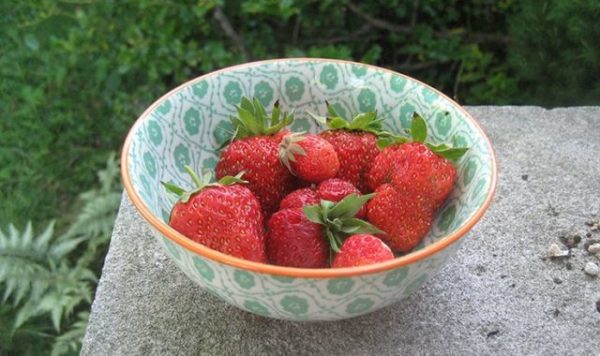  Fraise première niveleuse collectée