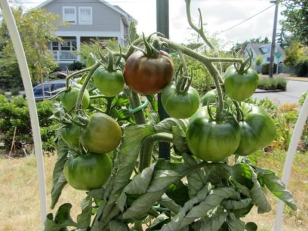  Nous ne devrions pas permettre à la terre de se dessécher autour du système racinaire d'une tomate. Par conséquent, l'arrosage devrait être rapide et régulier.