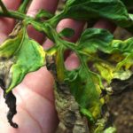  Phytophthora sur les feuilles