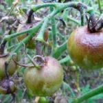  Dommage pour les fruits de tomates