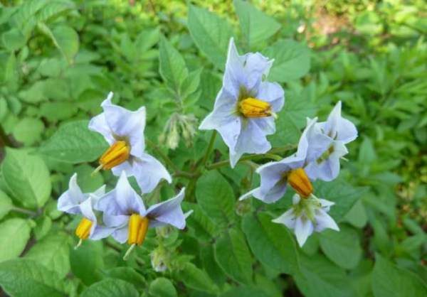  Pour la couleur bleu vif des fleurs, la variété de pomme de terre bleue et son nom inhabituel