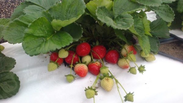  Strawberry Evie 2 sur la parcelle de jardin