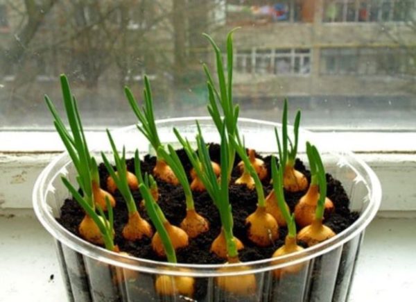  Cultiver des oignons sur le rebord de la fenêtre