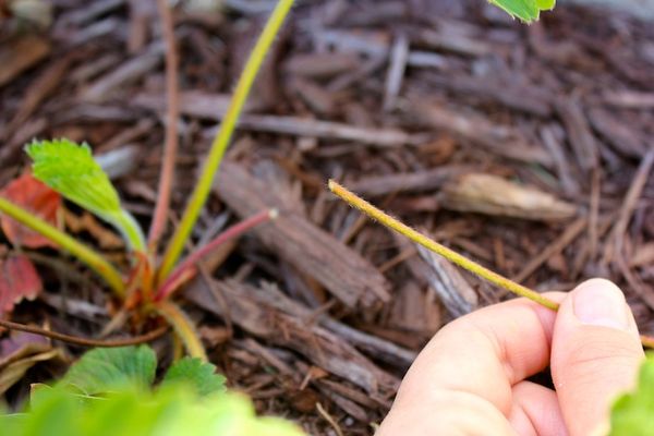  En automne, après avoir enlevé les feuilles de fraise, le sol doit être traité avec du Lenacil