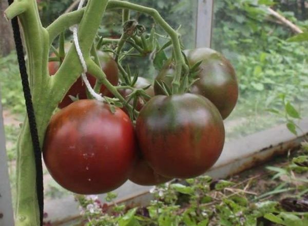  Tomate Black Prince