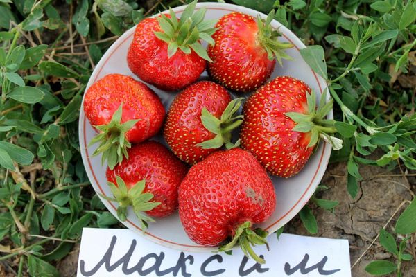  Les avantages de la variété comprennent la forme correcte des baies.