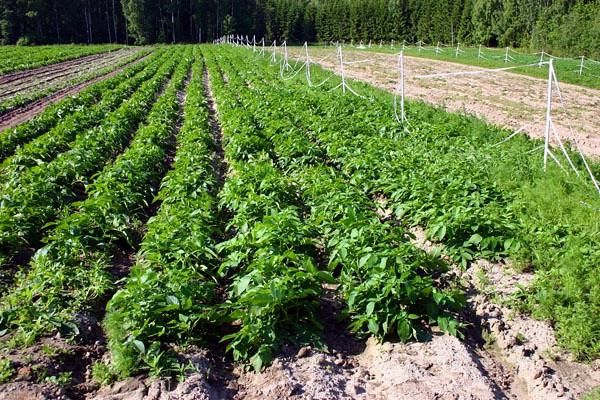  Planter des pommes de terre selon la méthode néerlandaise
