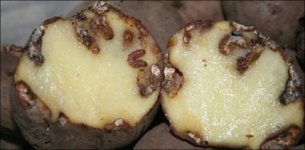  Manifeste des tubercules de pomme de terre frappé par des chenilles