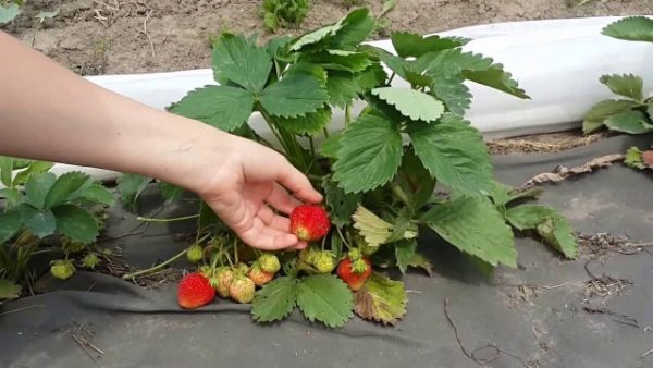  Cueillette de fraises première niveleuse