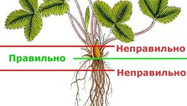  Le schéma d'approfondissement des plants de fraises Masha lors de la plantation