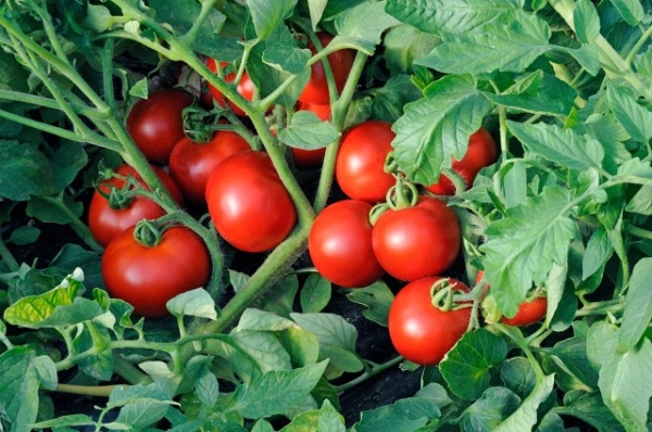  De nos jours, les botanistes transportent une tomate dans le genre Solanum.