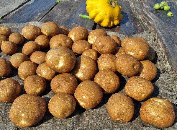  La variété de kiwi est l'une des meilleures variétés de pommes de terre en termes de rendement