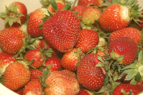  Savoureuse fraise première niveleuse