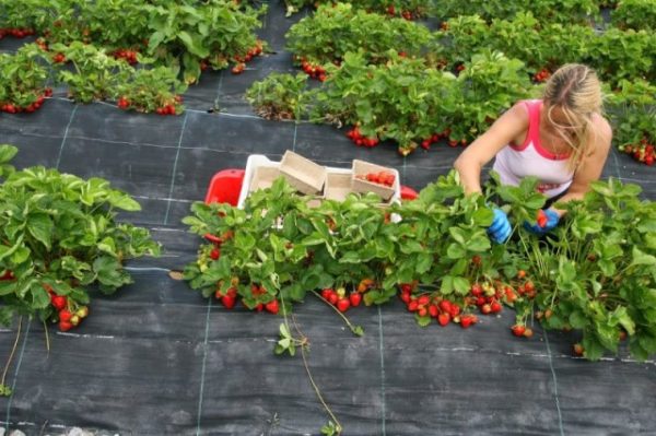  Récolte des fraises