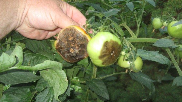  Phytophthora sur les tomates