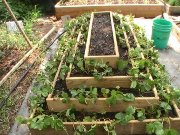  Lit à gradins pour fraises en bois