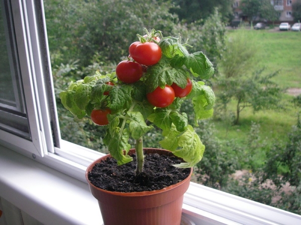  Arroser les tomates n'est pas souvent: 1 fois en 3 jours. Après l'arrosage assouplir le sol