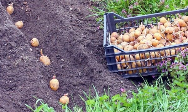 Planter des pommes de terre Aurora en pleine terre