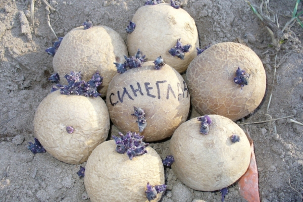  Pomme de terre Sineglazka: description de la variété et caractéristiques, plantation, soin, conservation, avis