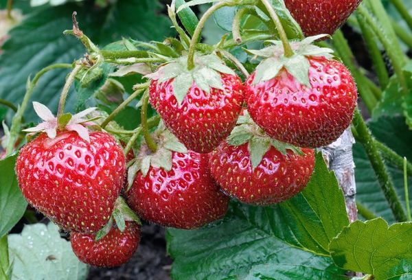  Bon ajustement et soin pour les fraises