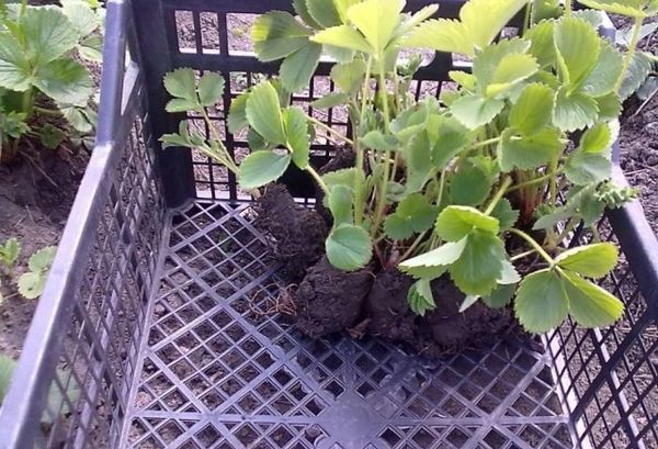  Il est important de choisir des plants de qualité pour planter des fraises.