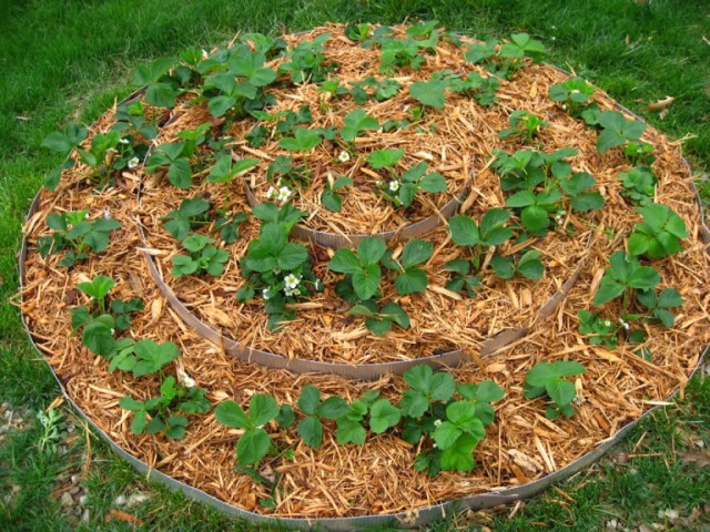  Paillage de fraises