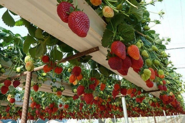  Cultiver des fraises à l'aide de la technologie néerlandaise: l'essence même de la méthode, sa mise en œuvre étape par étape