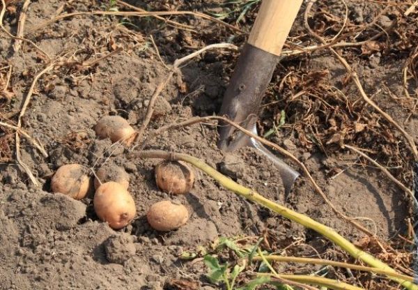  Comment creuser des pommes de terre