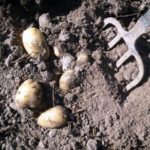  Le creusage manuel des pommes de terre se fait avec une pelle ou une fourche