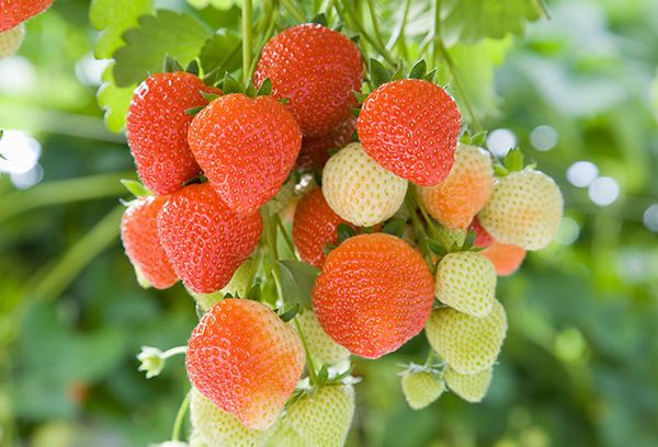  Les meilleures variétés de fraises