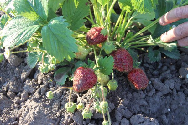  Les baies ne tombent pas sur le sol lorsqu'elles sont cultivées