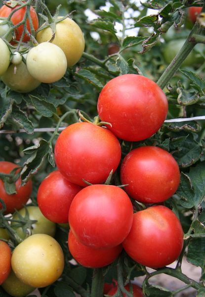  Les tomates immatures sont peintes en blanc