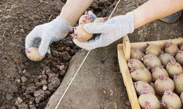  Quand planter des pommes de terre selon les signes nationaux