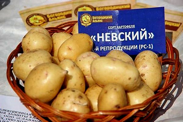  Pommes de terre variées Nevsky