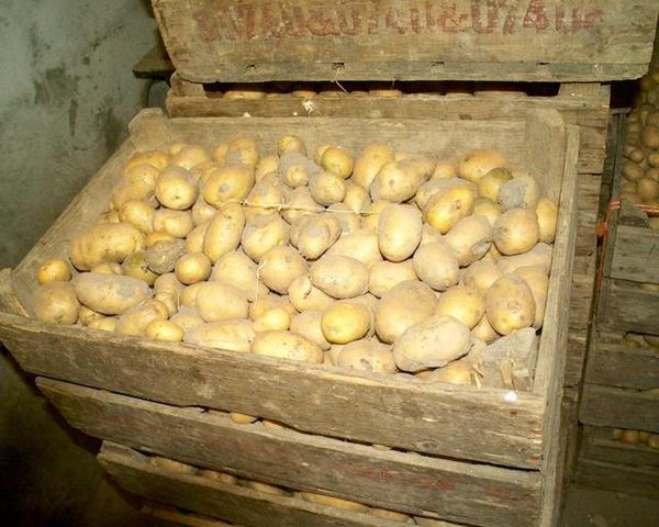  Les pommes de terre de semence Nevsky stockées à une température de 15-18 degrés