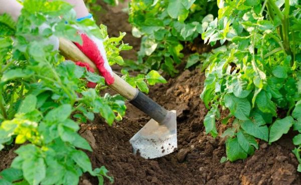  Pour prévenir l'apparition d'une croûte - il est nécessaire de desserrer le sol