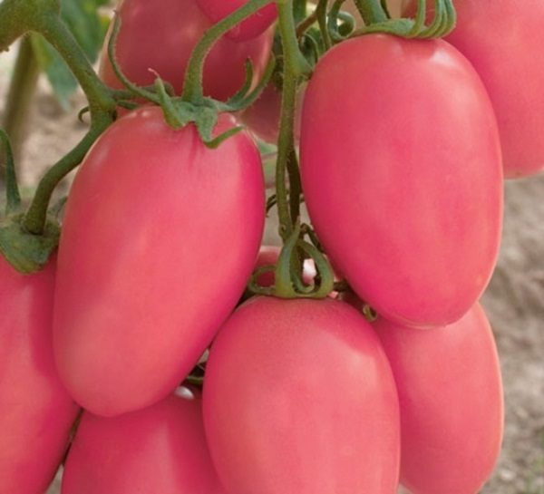  Tomate Novice Rose