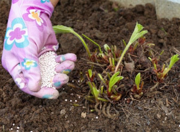  Après la période hivernale, Masha à la fraise a recommandé de s'habiller au printemps avec des engrais organiques et contenant de l'azote.